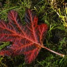 When Autumn Leaves . . .